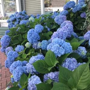 Meet your Posher, Brigid